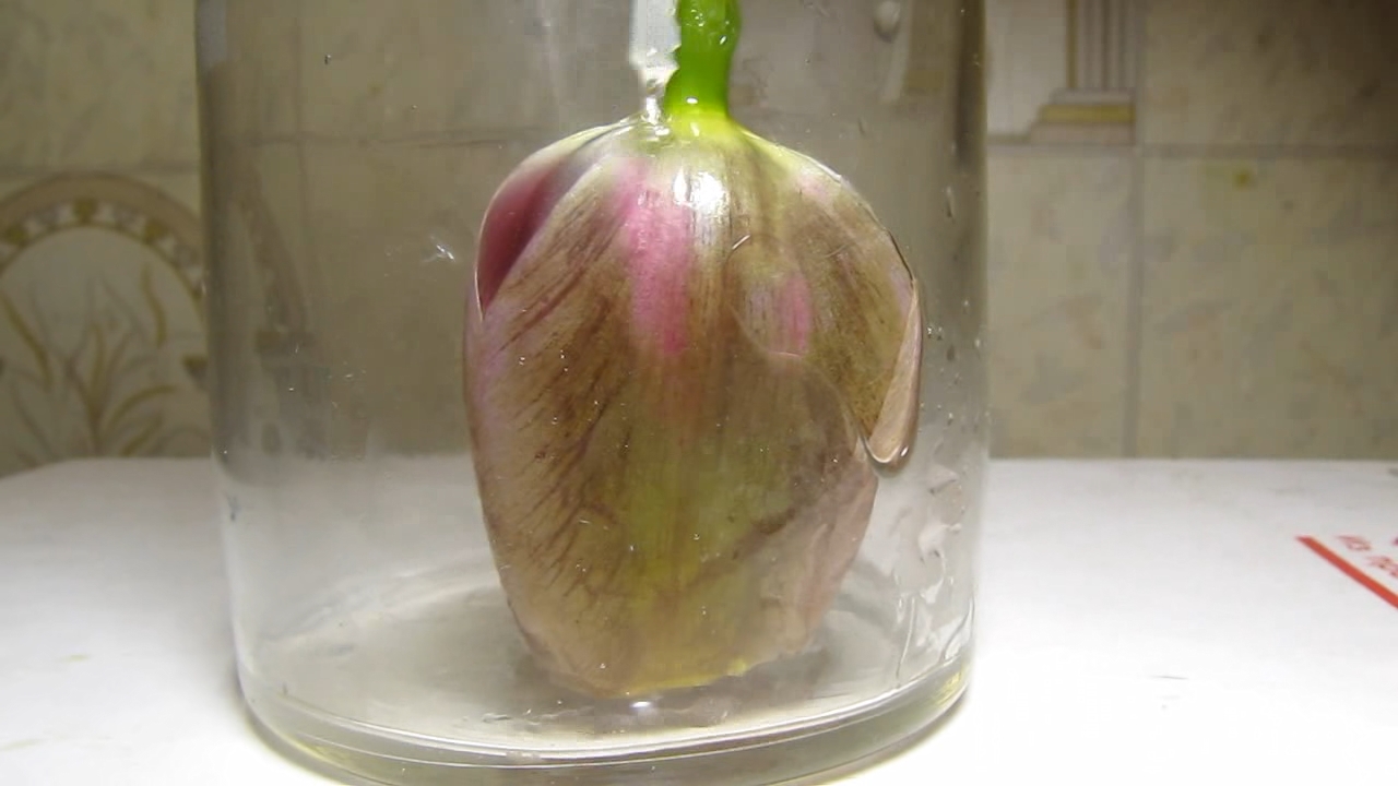 Pink tulip, ammonia and acetic acid